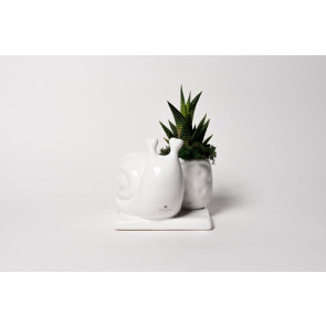 PIANTA GRASSA IN VASETTO CON LUMACA IN CERAMICA SU BASE BIANCO CON SCATOLA