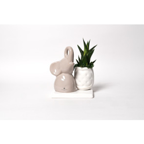 PIANTA GRASSA IN VASETTO CON ELEFANTINO IN CERAMICA SU BASE CAPPUCCINO CON SCATOLA