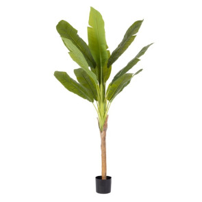 PIANTA BANANO IN PE CON VASO (80x80x210h)