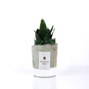 SANSEVIERIA IN CILINDRO BASSO INDUSTRIAL BIANCO CON SCATOLA 15CM