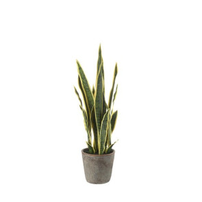 SANVIERIA PICCOLA Ø17,5x68h