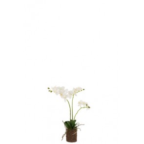 Orchidea Terra Plastica Bianco/Verde 30X15X52