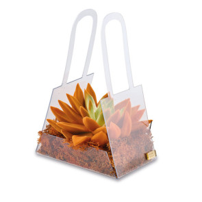 PIANTA GRASSA PICCOLA ARANCIO CON BORSA IN PLEX