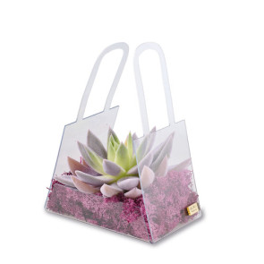 PIANTA GRASSA PICCOLA GLICINE CON BORSA IN PLEX