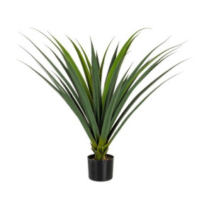 PIANTA RUSCACEAE CON VASO CON 28 FOGLIE IN PE (90h)
