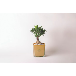 BONSAI IN VASO CUBO IN VETRO MANGO (14cm)