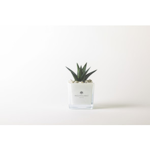 PIANTA GRASSA IN CUBO IN VETRO BIANCO (8cm)