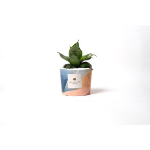 SANSEVIERA PICCOLA IN VASO IN PIETRA CON RIVESTIMENTO IN TESSUTO FLORA LIMITED EDITION 2025 CON SCATOLA