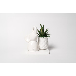 PIANTA GRASSA IN VASETTO CON ELEFANTINO IN CERAMICA SU BASE BIANCA CON SCATOLA