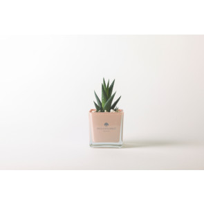 PIANTA GRASSA IN VASO CUBO IN VETRO ROSA CONCHIGLIA (8cm)