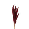 PAMPAS BORDEAUX 70/80CM